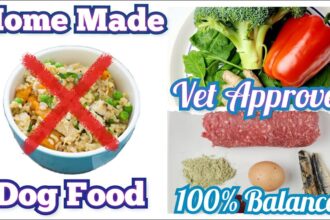 Homemade Dog Food Recipe | Vet Approved | 100% Balanced #barfdiet #homemadedogfood