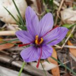 How to Grow and Use Saffron – One Green Planet