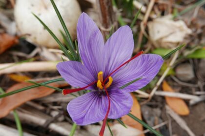 How to Grow and Use Saffron – One Green Planet