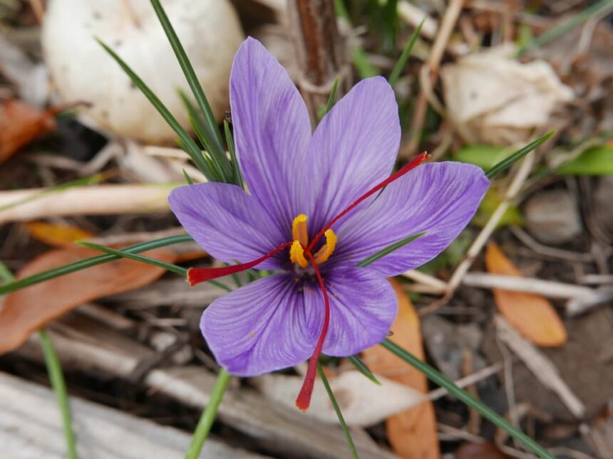 How to Grow and Use Saffron – One Green Planet