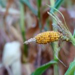 Teenagers from Turkey Innovate Solution to Combat Crop Failure – One Green Planet