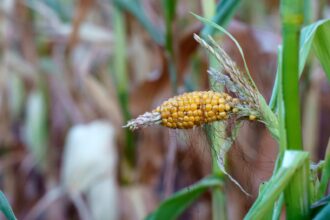 Teenagers from Turkey Innovate Solution to Combat Crop Failure – One Green Planet