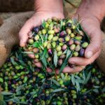 Olive Oil Producers Have to Adapt to Climate Change – One Green Planet