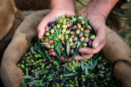 Olive Oil Producers Have to Adapt to Climate Change – One Green Planet