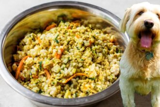 HOMEMADE DOG FOOD | healthy dog food recipe