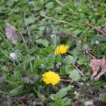 Nine Ways to Use Dandelions Next Spring – One Green Planet