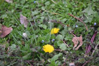 Nine Ways to Use Dandelions Next Spring – One Green Planet