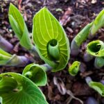 How to Eat Your Hosta Plants. Yes, You Can. – One Green Planet