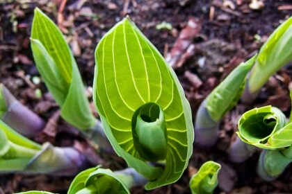 How to Eat Your Hosta Plants. Yes, You Can. – One Green Planet