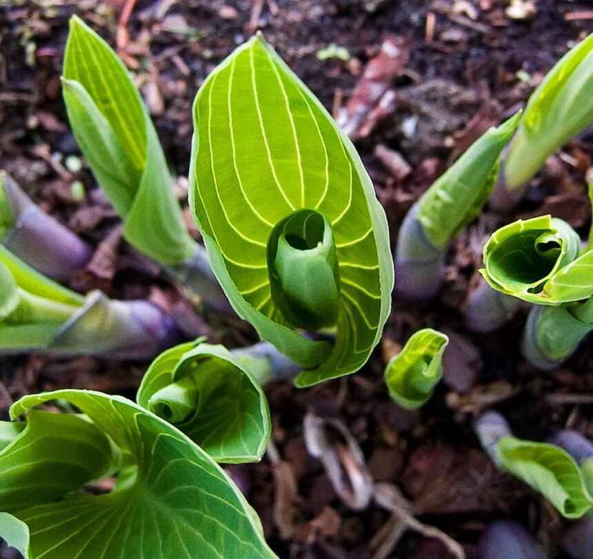 How to Eat Your Hosta Plants. Yes, You Can. – One Green Planet