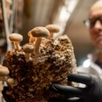 English Chicken Farm Refurbished as Sustainable Mushroom Cultivation Site – One Green Planet