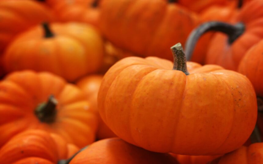 The Surprising Health Benefits of Pumpkin – One Green Planet