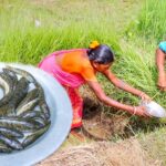 santali tribe grandmaa FISHING and cooking FISH CURRY recipe for lunch