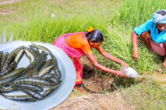 santali tribe grandmaa FISHING and cooking FISH CURRY recipe for lunch