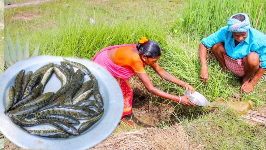 santali tribe grandmaa FISHING and cooking FISH CURRY recipe for lunch