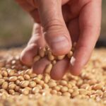 The Bean Revolution is Gaining Momentum Thanks to a Secret Society – One Green Planet