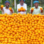 ORANGE JUICE | Huge Orange Juice Making | Orange Recipes | Cooking Kesari Dessert Recipe in Village