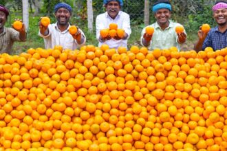 ORANGE JUICE | Huge Orange Juice Making | Orange Recipes | Cooking Kesari Dessert Recipe in Village