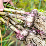 Getting to Know the Different Types of Garlic, Which to Choose, and What They Are Good For – One Green Planet