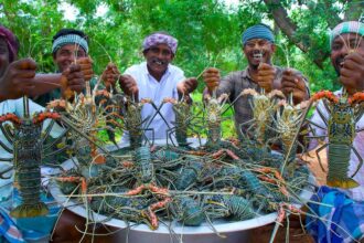 BIG LOBSTER | 50 KG Lobster Fry Cooking and Eating In Village | Lobster Recipes with Indian Masala