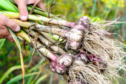 Getting to Know the Different Types of Garlic, Which to Choose, and What They Are Good For – One Green Planet