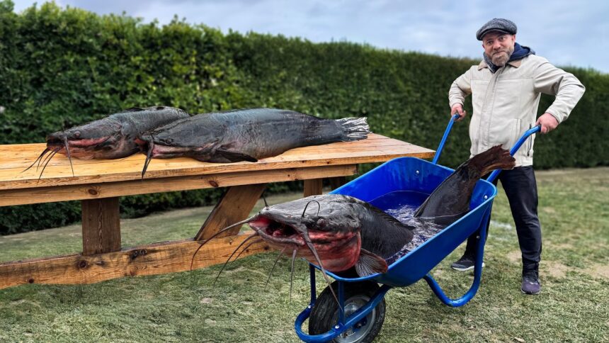 Caught and Cooked a Giant Catfish! Awesome Rustic Fish Recipe