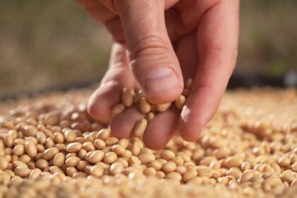 Most Americans Are Missing This Brain-Boosting Nutrient – One Green Planet
