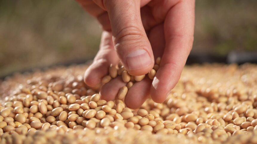 Most Americans Are Missing This Brain-Boosting Nutrient – One Green Planet