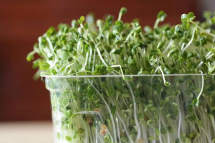 The Top Sprouters You Need for Effortless Home Sprouting! – One Green Planet
