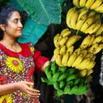 Banana 🍌 harvest for creamy desserts, sweets, chips & black curry for rice packets!