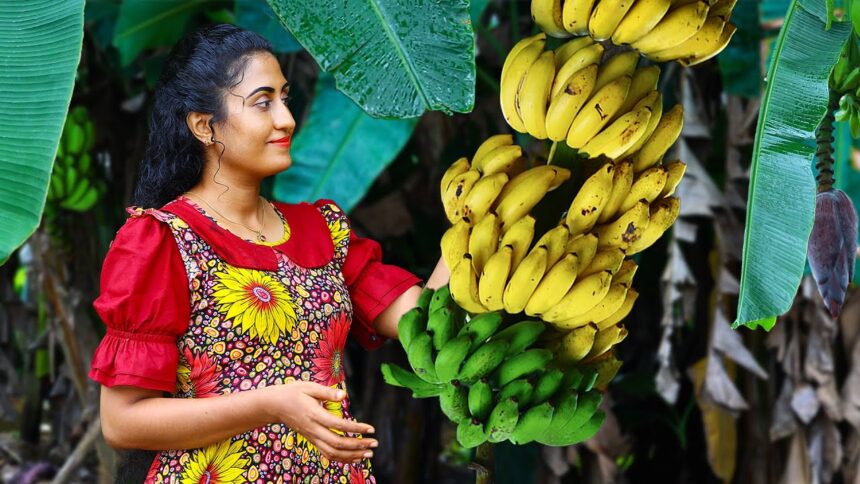 Banana 🍌 harvest for creamy desserts, sweets, chips & black curry for rice packets!