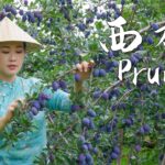 Prunes—The Most Romantic and Refreshing Purple Fruit of Autumn【滇西小哥】