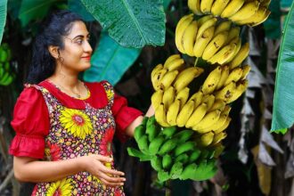 Banana 🍌 harvest for creamy desserts, sweets, chips & black curry for rice packets!