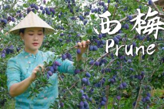 Prunes—The Most Romantic and Refreshing Purple Fruit of Autumn【滇西小哥】