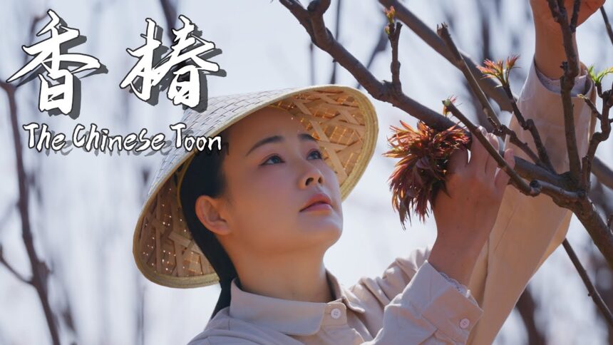 If You Don’t Eat Chinese Toon in Spring, You’re Missing Half the Season!【滇西小哥】