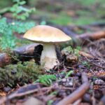 How to Grow Your Own Gourmet Mushrooms at Home! – One Green Planet