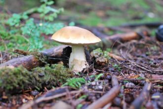 How to Grow Your Own Gourmet Mushrooms at Home! – One Green Planet