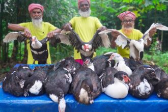 China Duck Kalavuna - China Hash Kosha Curry Recipe Of Grandpa - Food for Special People