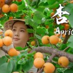 Apricots, the unique sweet and sour taste of summer 【滇西小哥】
