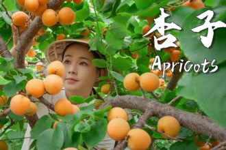 Apricots, the unique sweet and sour taste of summer 【滇西小哥】