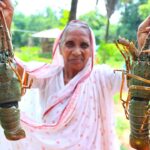 LOBSTAR recipe | King Size Lobstar Masala Curry cooking by our Grandmother and my Mother | villfood