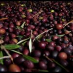 How to Pick and Prep Your Own Olives – One Green Planet
