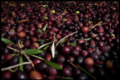 How to Pick and Prep Your Own Olives – One Green Planet