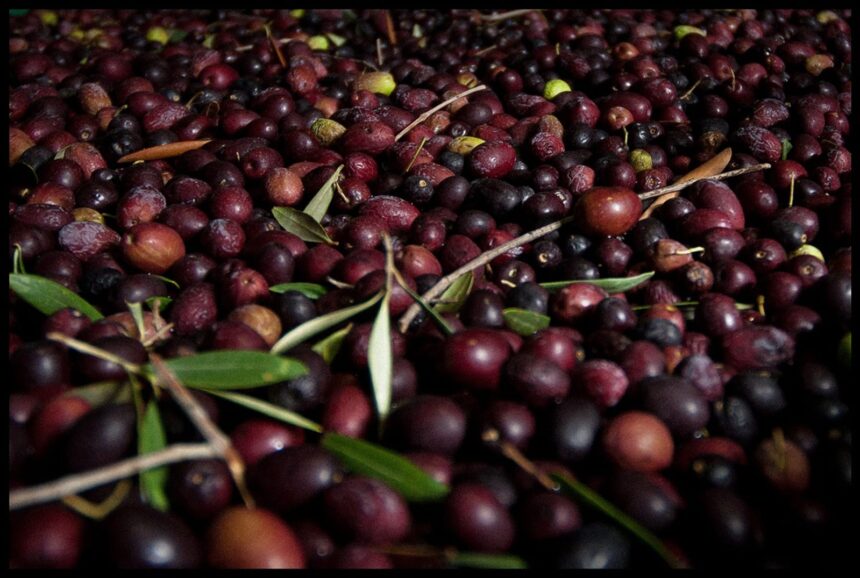 How to Pick and Prep Your Own Olives – One Green Planet