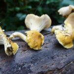 7 Wild Mushrooms You Can Forage From the Wild – One Green Planet
