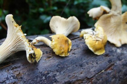 7 Wild Mushrooms You Can Forage From the Wild – One Green Planet