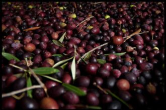 How to Pick and Prep Your Own Olives – One Green Planet