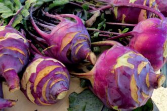 10 Under-Appreciated Veggies You Need to Add to Your Diet! – One Green Planet