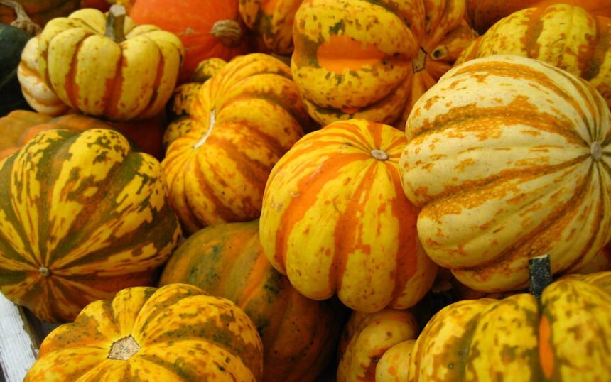 7 Squashes and Pumpkins to Plant for Autumn – One Green Planet