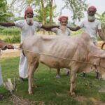 Full Cow Processing & Kosha Curry Cooking by Grandpa - Huge Traditional Iftar & Beef Dinner